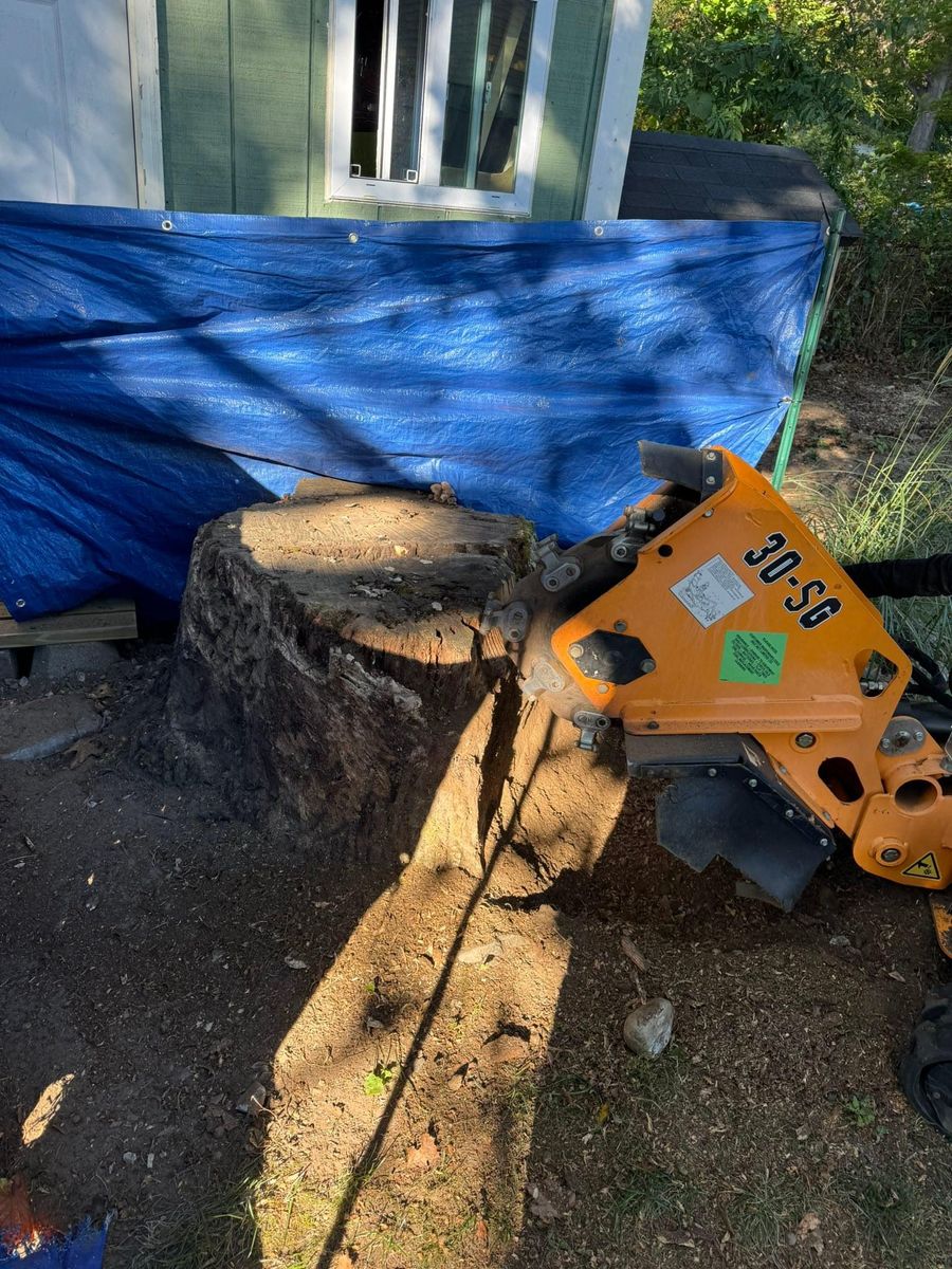 Stump Removal for Jills Stump Grinding and Firewood in Shelton, CT