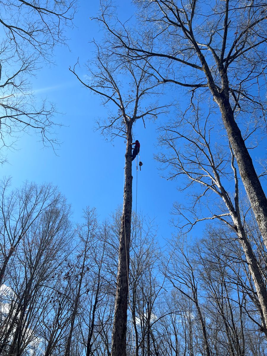 Tree Removal for Branch Out Tree Care LLC in Fredericksburg, VA