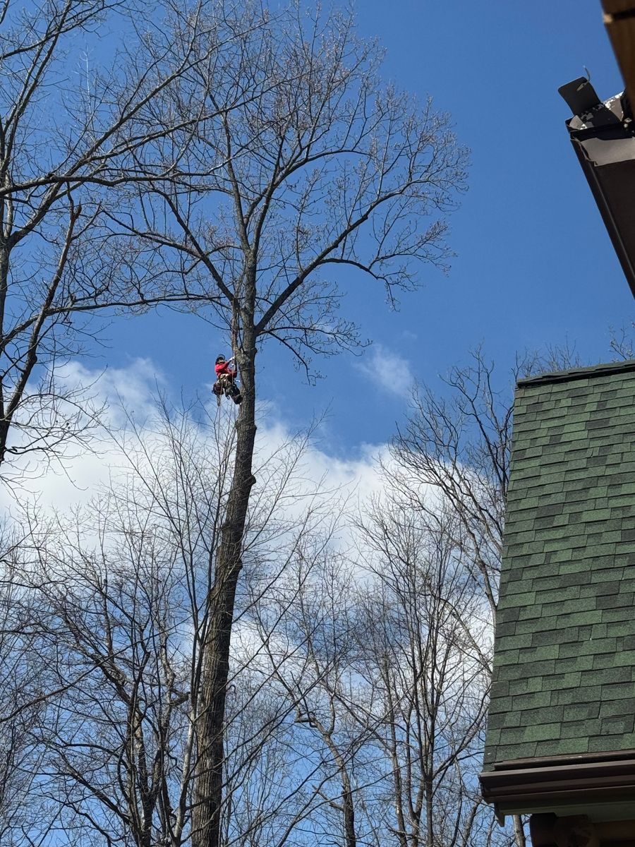 Tree Removal for Branch Out Tree Care LLC in Fredericksburg, VA