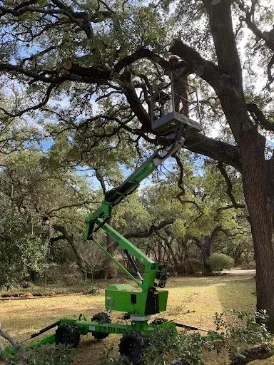 Tree Pruning for Braun Tree Service in Floresville, Texas
