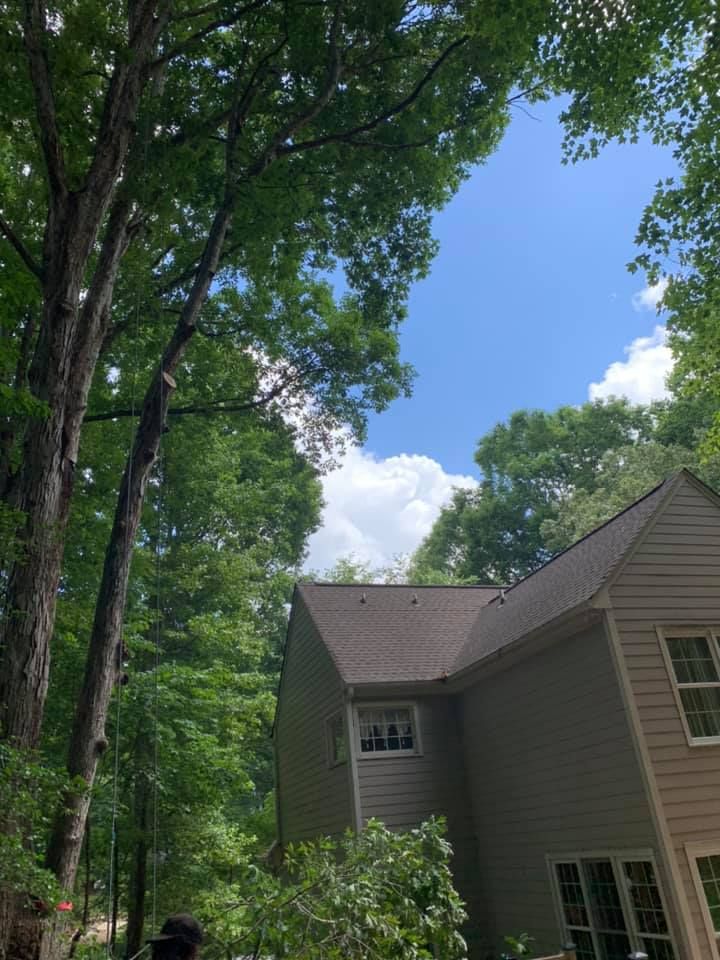 Tree Trimming for AB Tree Service in Raleigh, NC