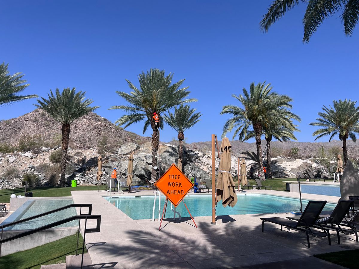 Palms Trimming for AZ Tree & Hardscape Co in Surprise, AZ