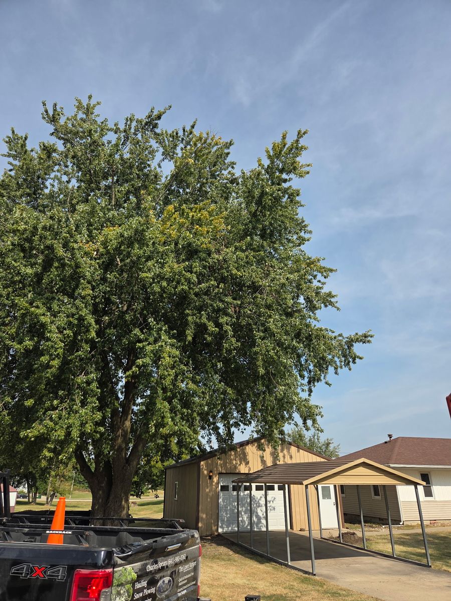Tree Removal for Lawn Ranger Yard And Tree Service LLC in Ottumwa, IA