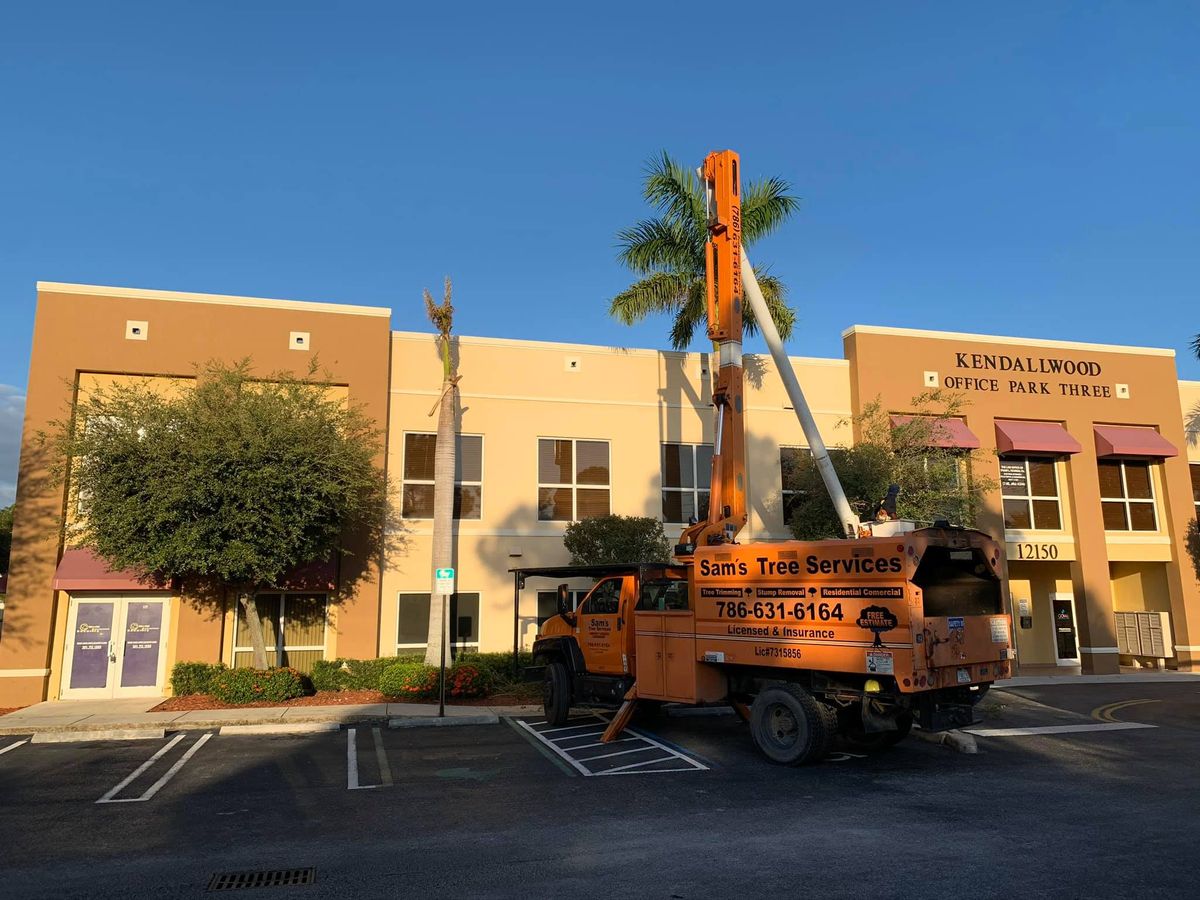 Tree Trimming for Sam's Tree Service in Miami Beach,  FL