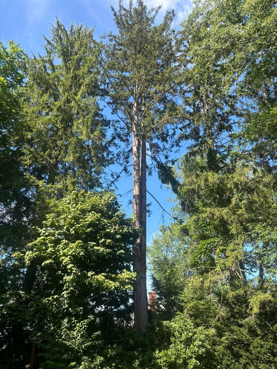 Tree Pruning for T's Trees in Albany, NY