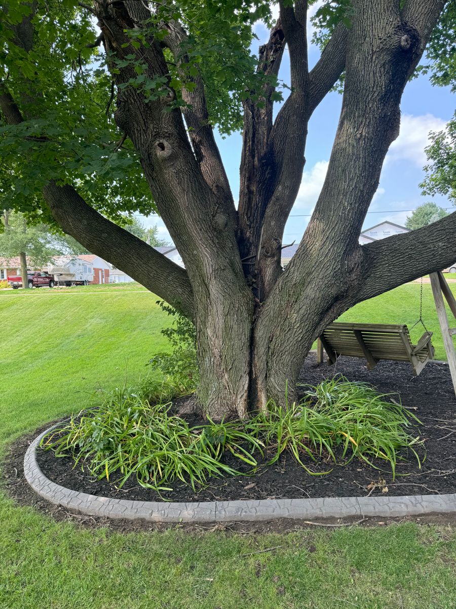 Tree Removal for Dittmer Tree Service in Davenport, IA
