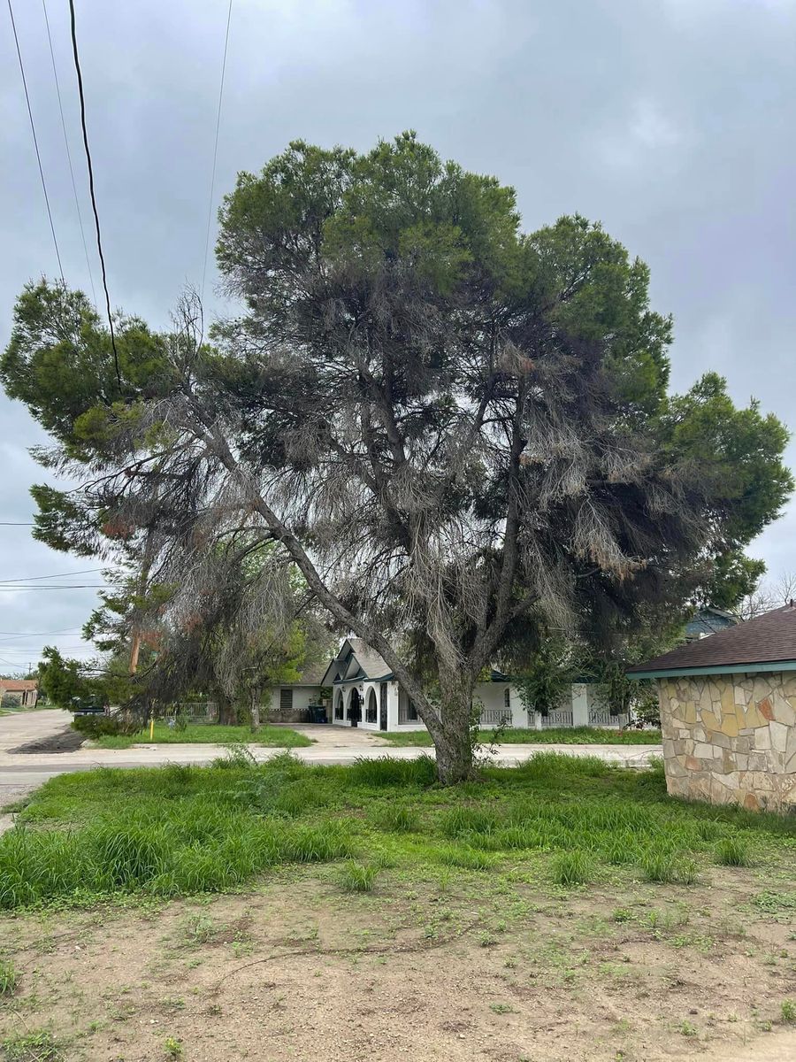 Seasoned firewood for Neighborhood Lawn Care and Tree Service  in San Antonio, TX