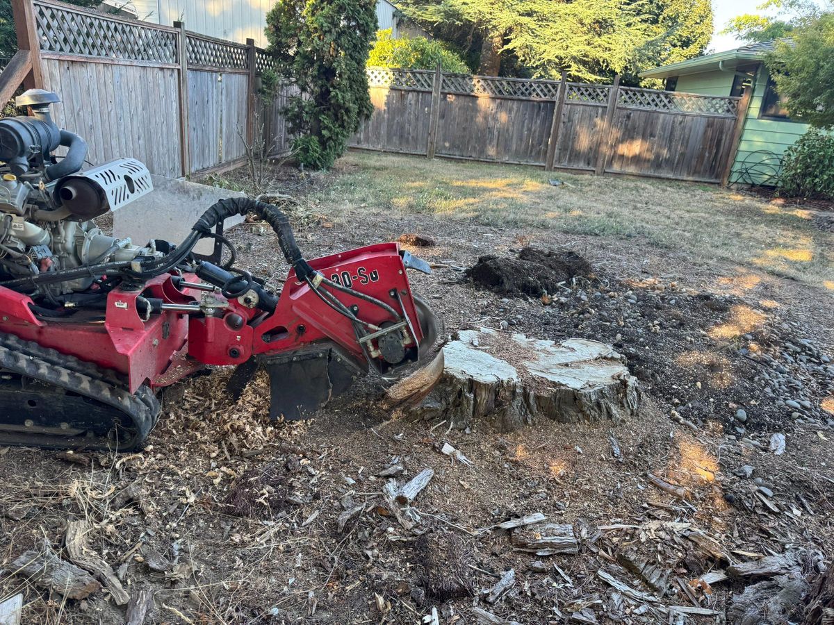 Tree Removals for Willamette Landscaping and Tree Services in Albany, OR