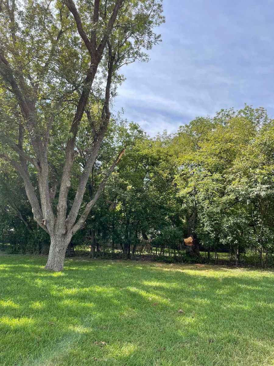 Tree Removal for Z’s Trees LLC in Grey Forest, TX