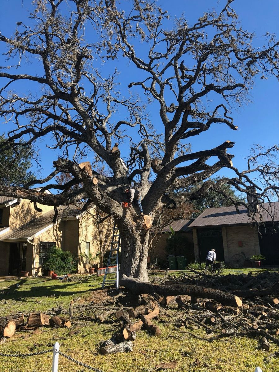 Tree Removal for Neighborhood Lawn Care and Tree Service  in San Antonio, TX