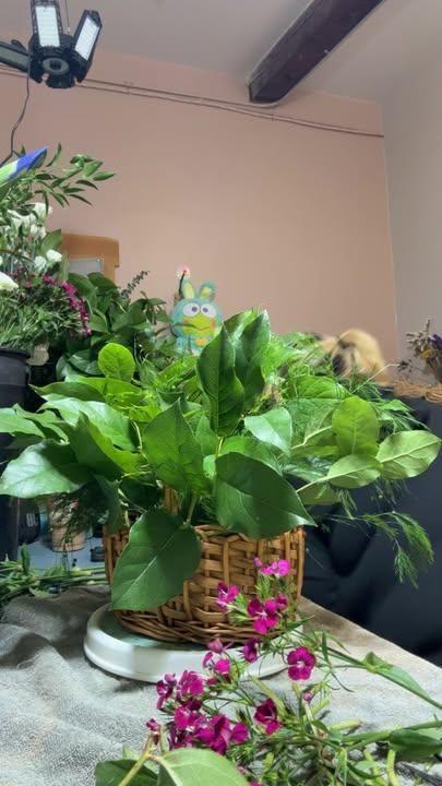 Pre-ordered Plants for The Dailey Daisy in Hardwick, VT