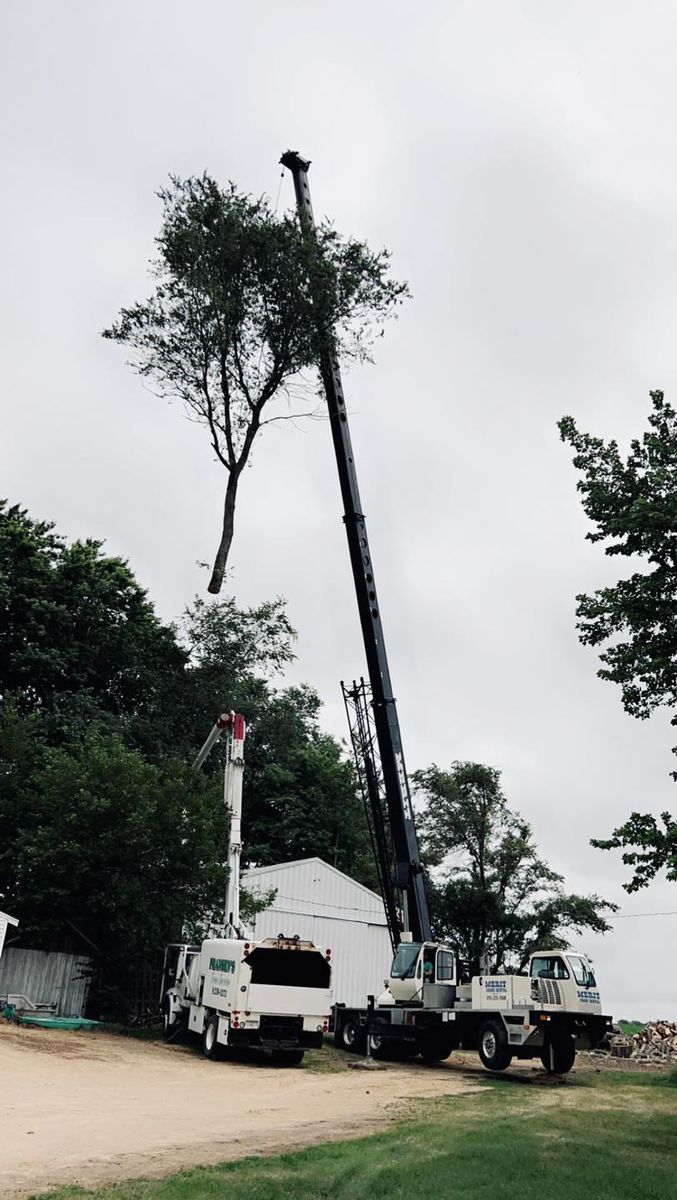 Tree Removal for Fransen's Tree Service  in Freeport, IL