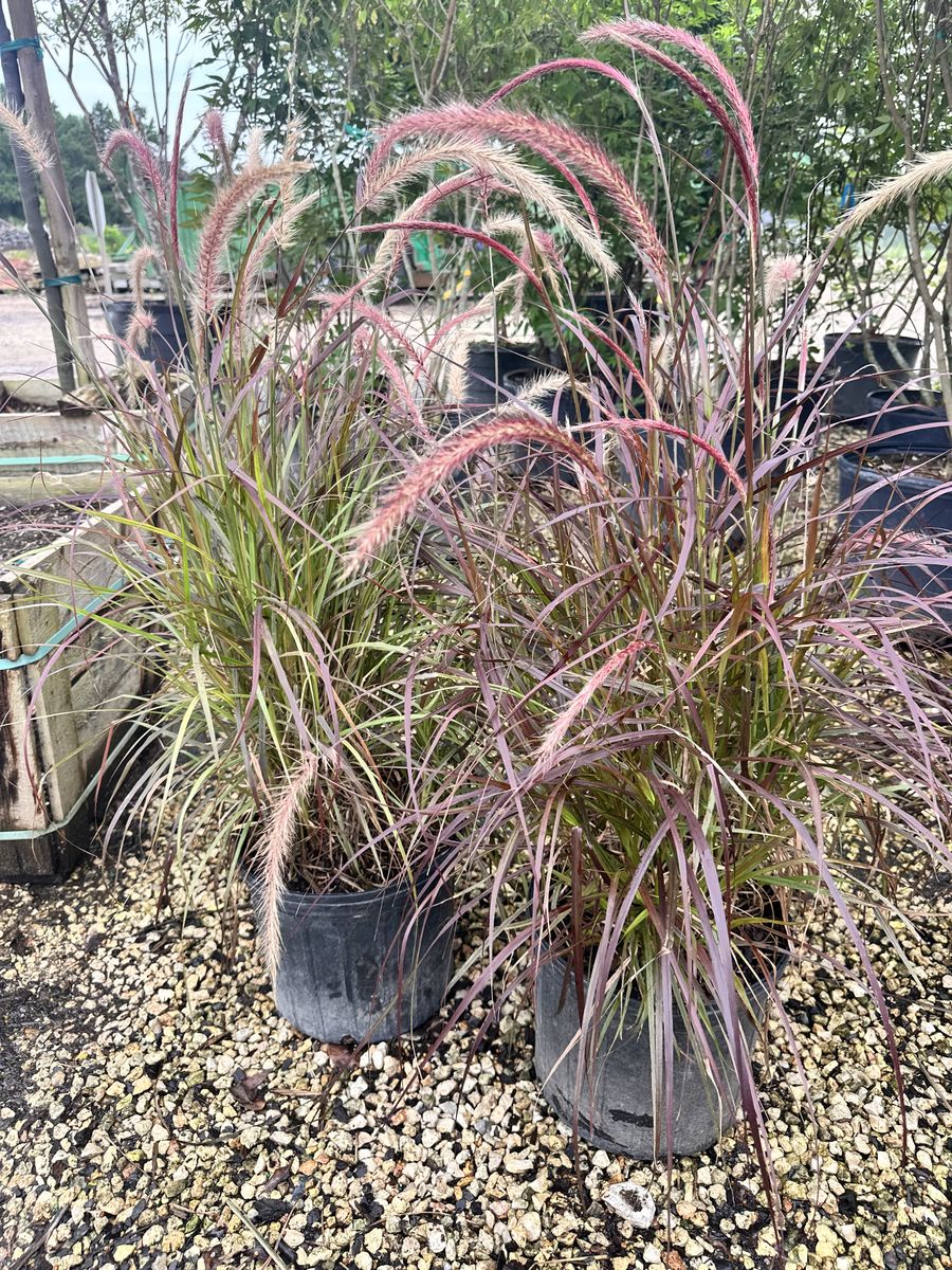 Landscape Installation for Atlas Land Design in Creekside Park, TX