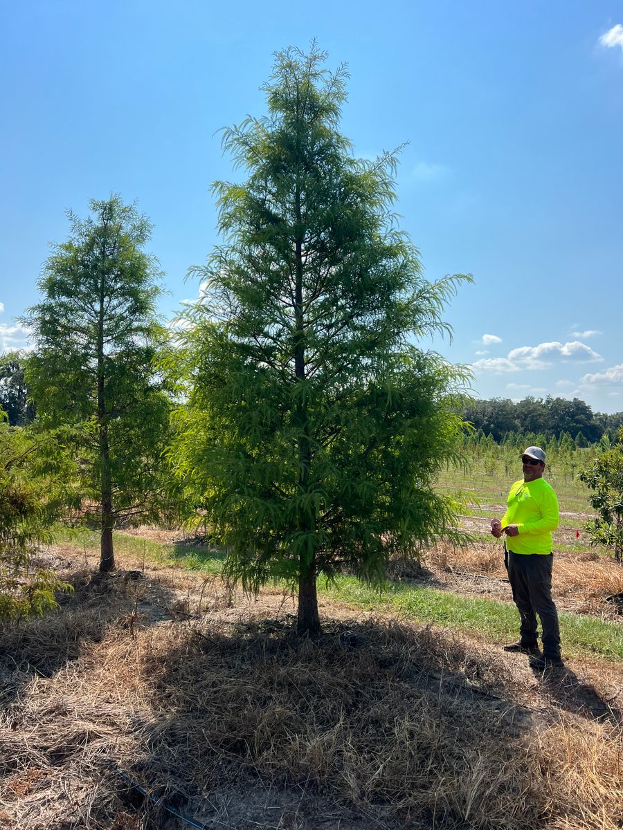 Tree service for Roberts Lawn & Landscape in Steinhatchee, FL