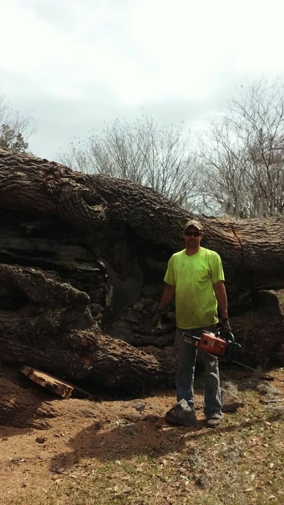 Tree Removal for David's Tree Service in Slidell, LA