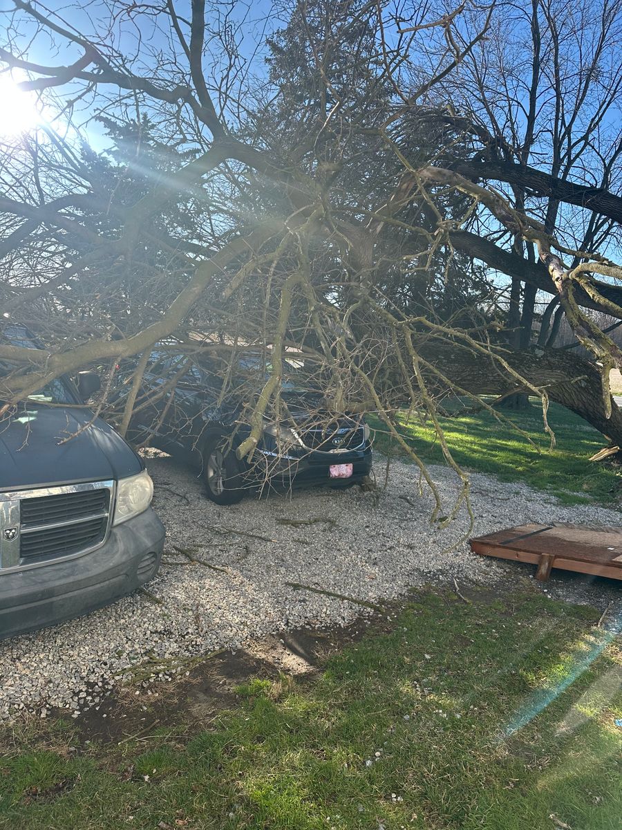 Tree Removal for Loockerman's Tree and Stump Removal in Dover, DE