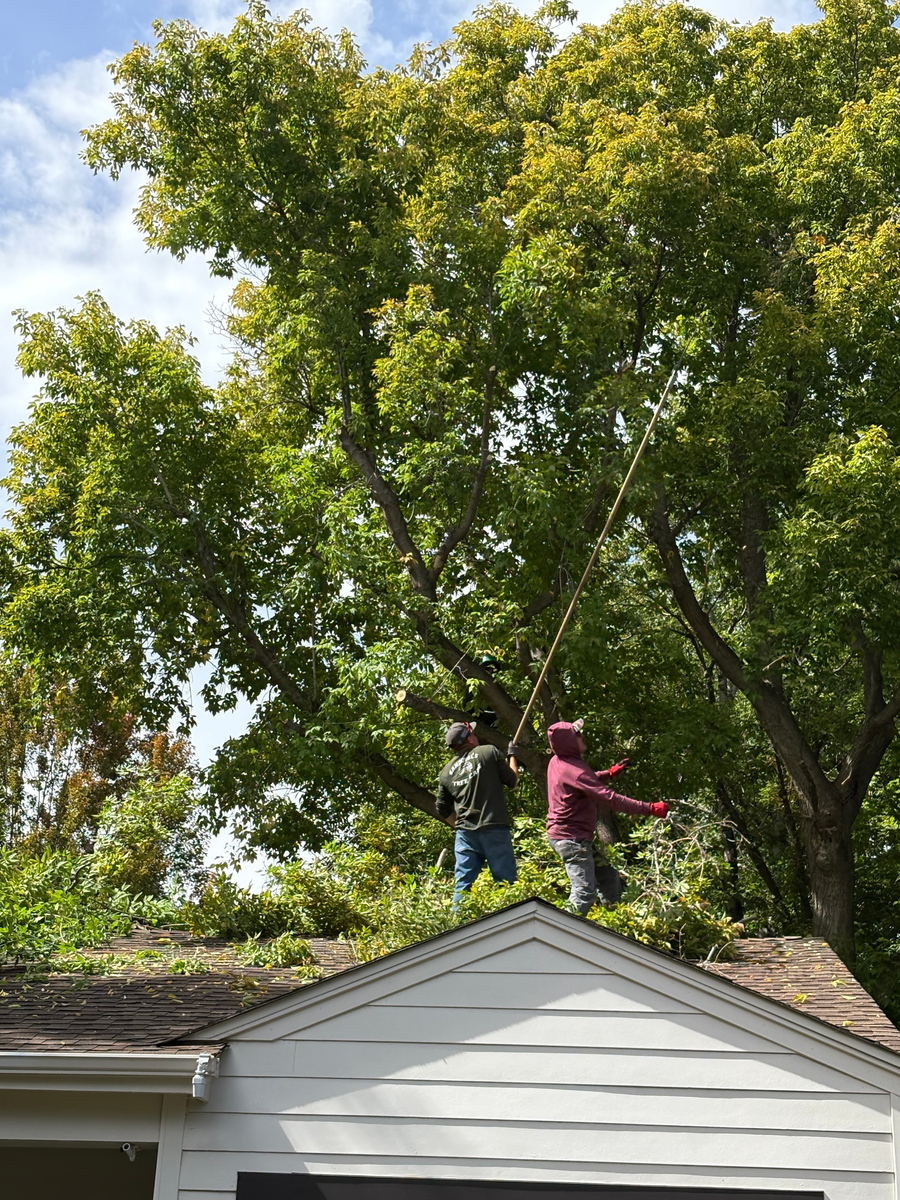 Tree Trimming for Stump Removal and Daughters in Aurora, CO
