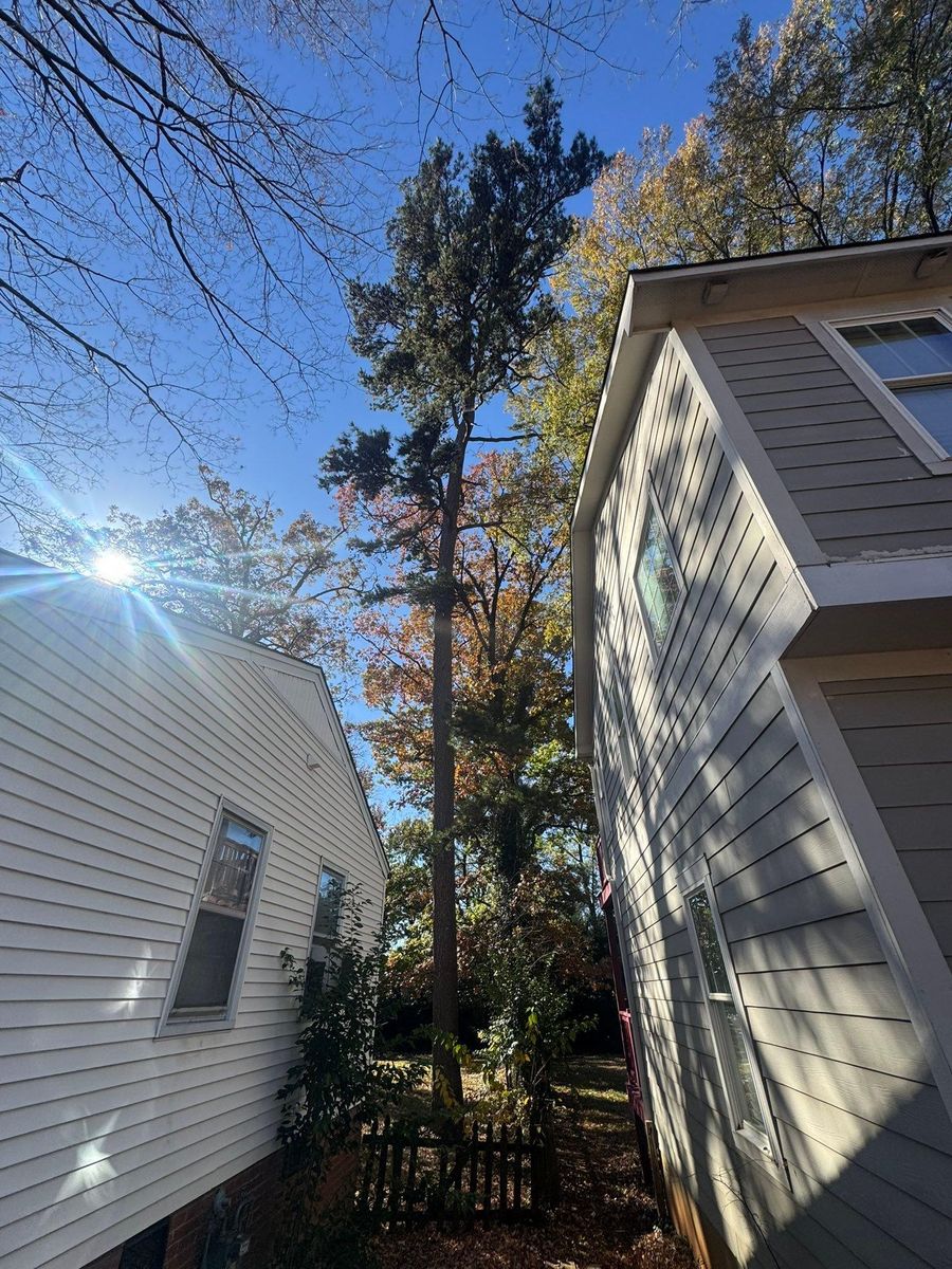 Tree Removal for Pedro's Tree Removal in Charlotte, NC