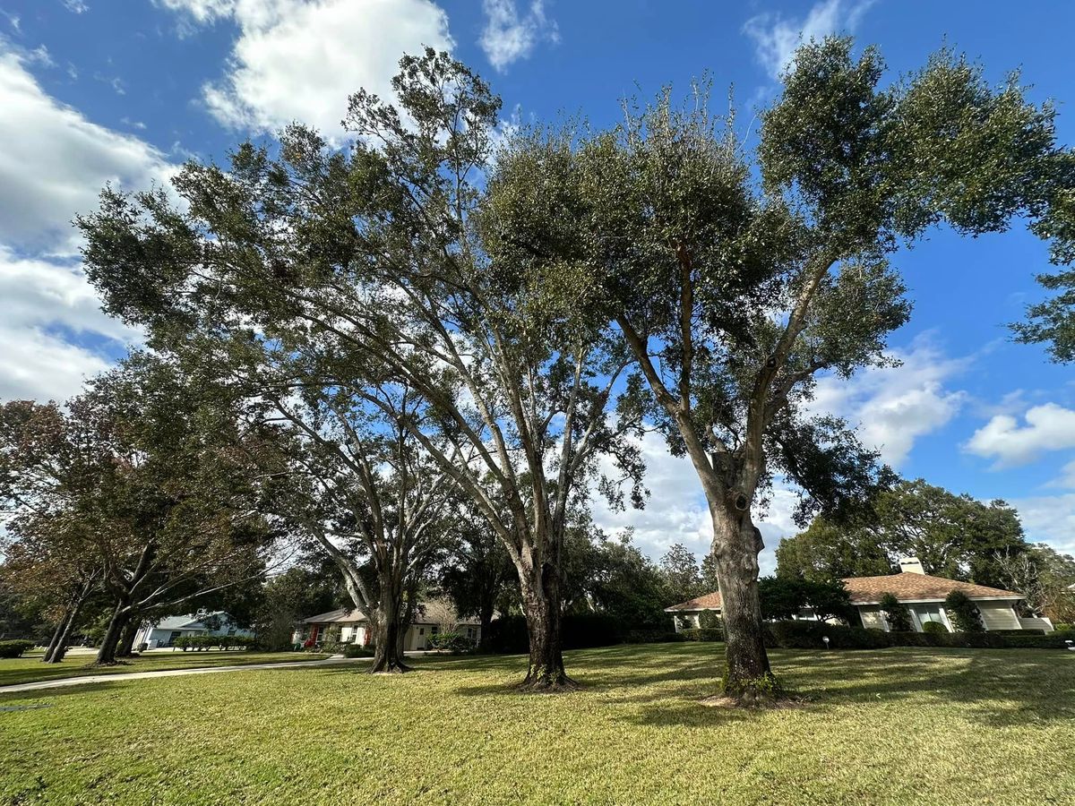 Tree Trimming for Narrow Path Tree Service in Deland, FL
