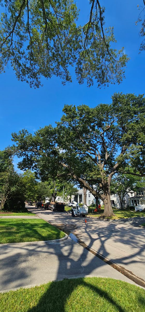 Tree Trimming for Servin's Tree Care  in Houston, TX