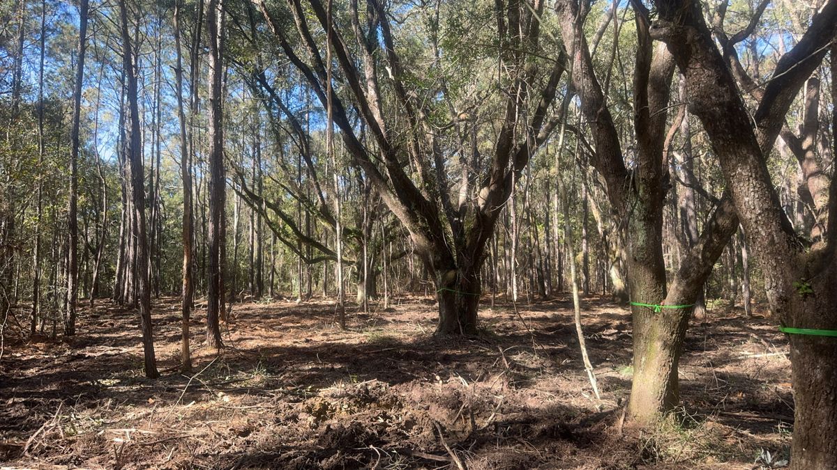 Land Clearing & Demolition for Platinum Construction llc in Pearl River, MS