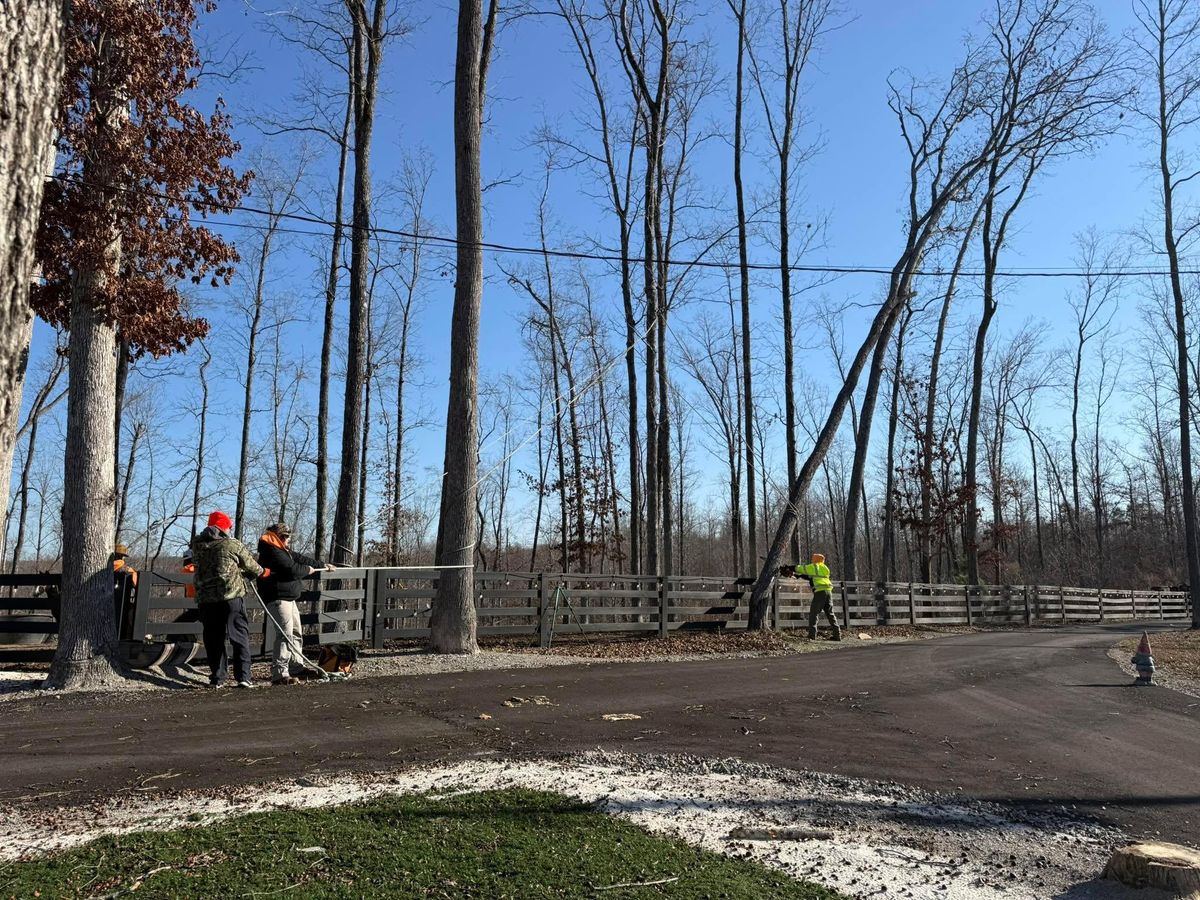 Tree Removal for Ross Family Tree Service LLC  in Hohenwald, TN