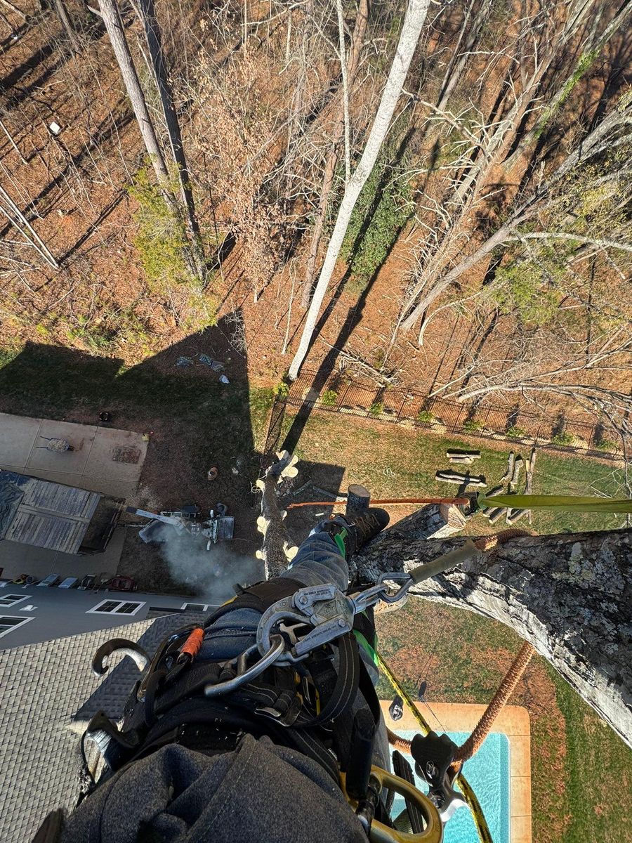 Tree Removal for Pedro's Tree Removal in Charlotte, NC