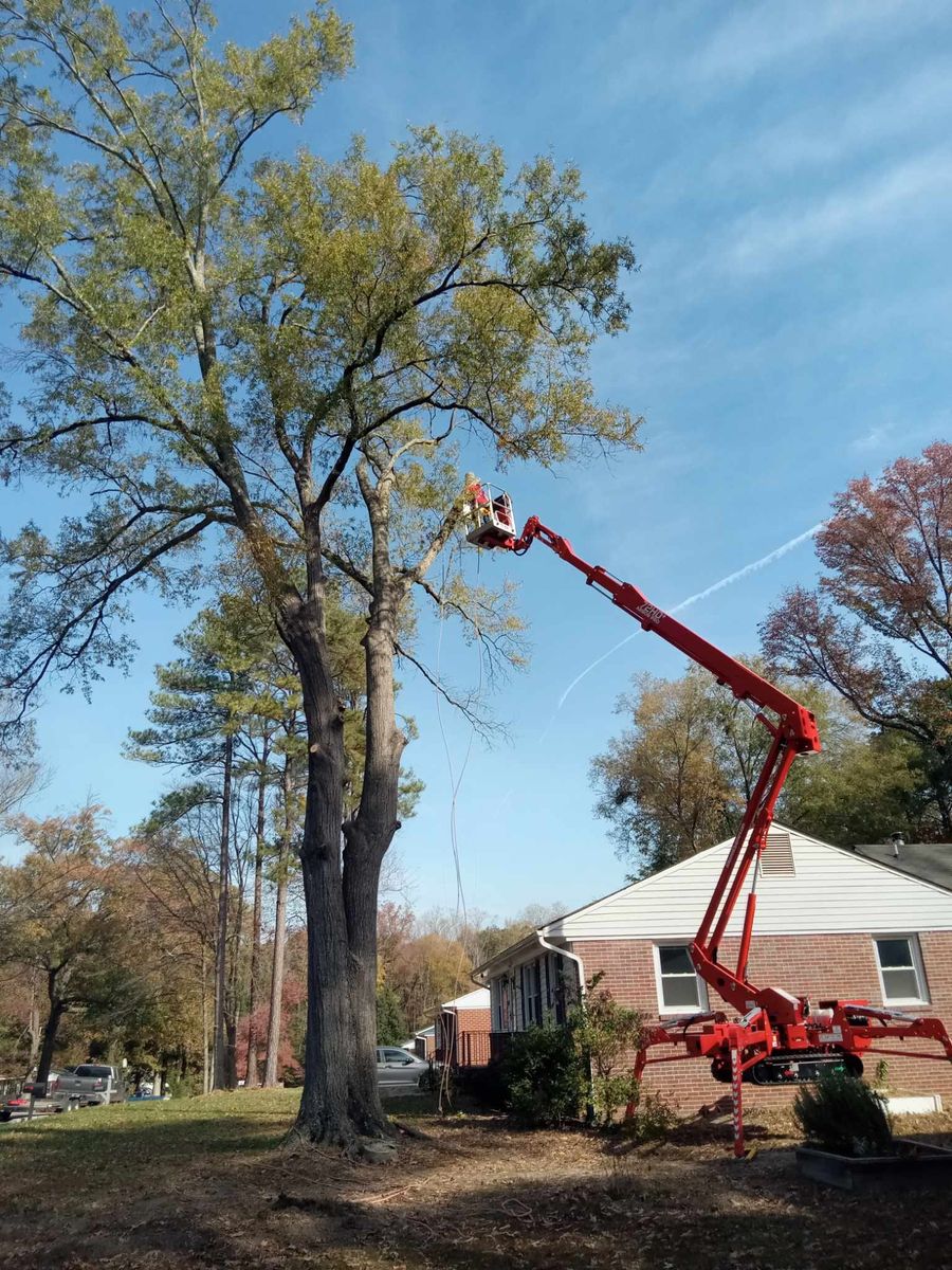 Tree Trimming for Smith Tree Experts in Palmyra, VA
