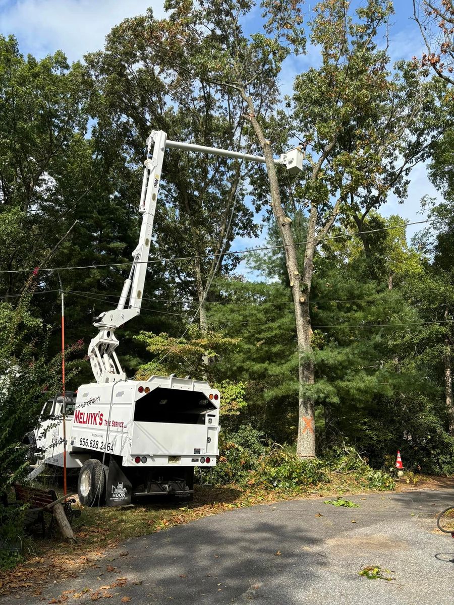 Tree Trimming for Melnyk’s Tree Service in Salem County, NJ