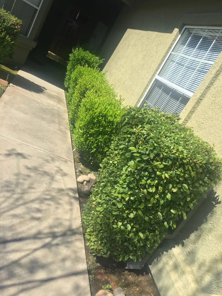 Shrub Trimming for AG Landscaping in Lodi, CA