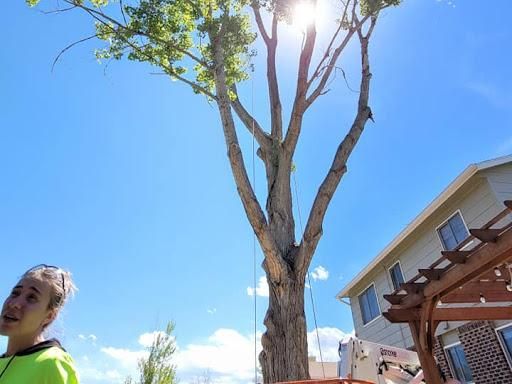 Tree Trimming for Sloan Tree Service in Aurora, CO