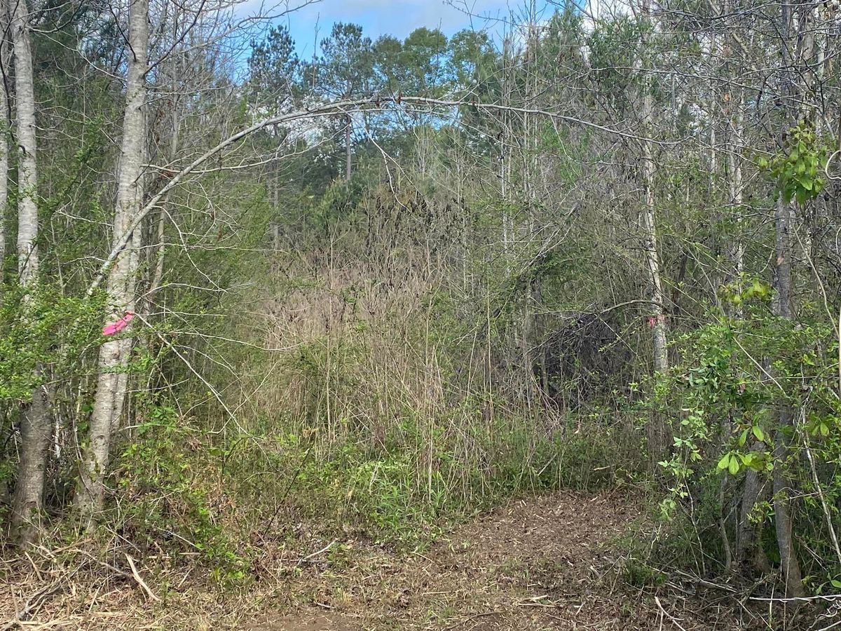 Tree Trimming & Removal for South Mississippi Land Management LLC in Columbia, Mississippi