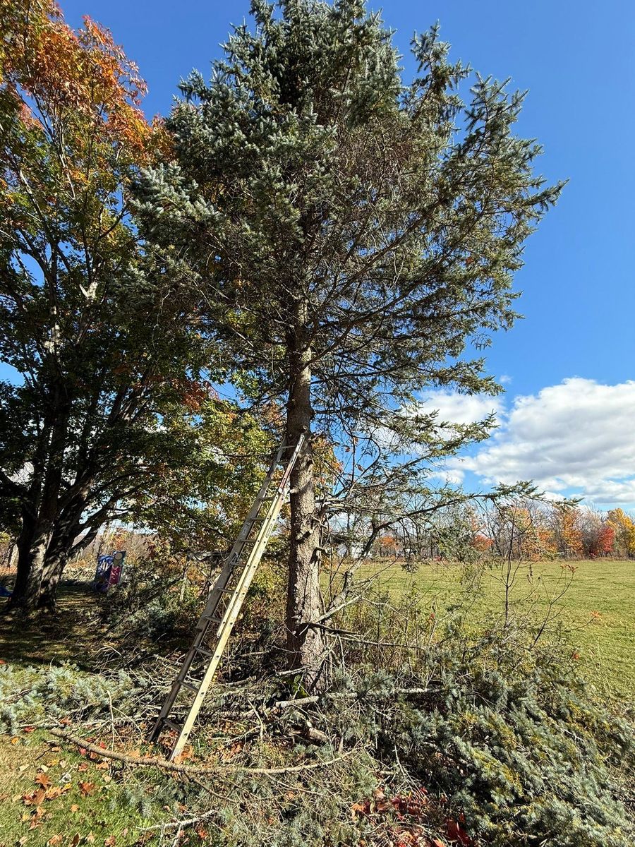 Shrub Trimming & Tree work for CWB Lawn Care & Landscaping in Franklin County, ME