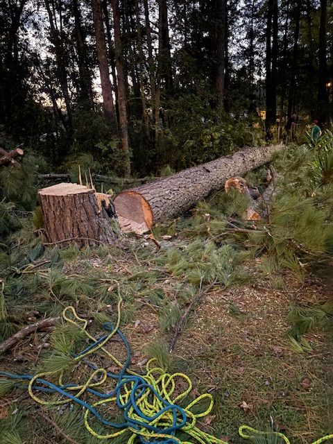 Stump Removal for Hawkins Tree Service & Land Management in Richmond Hill, GA