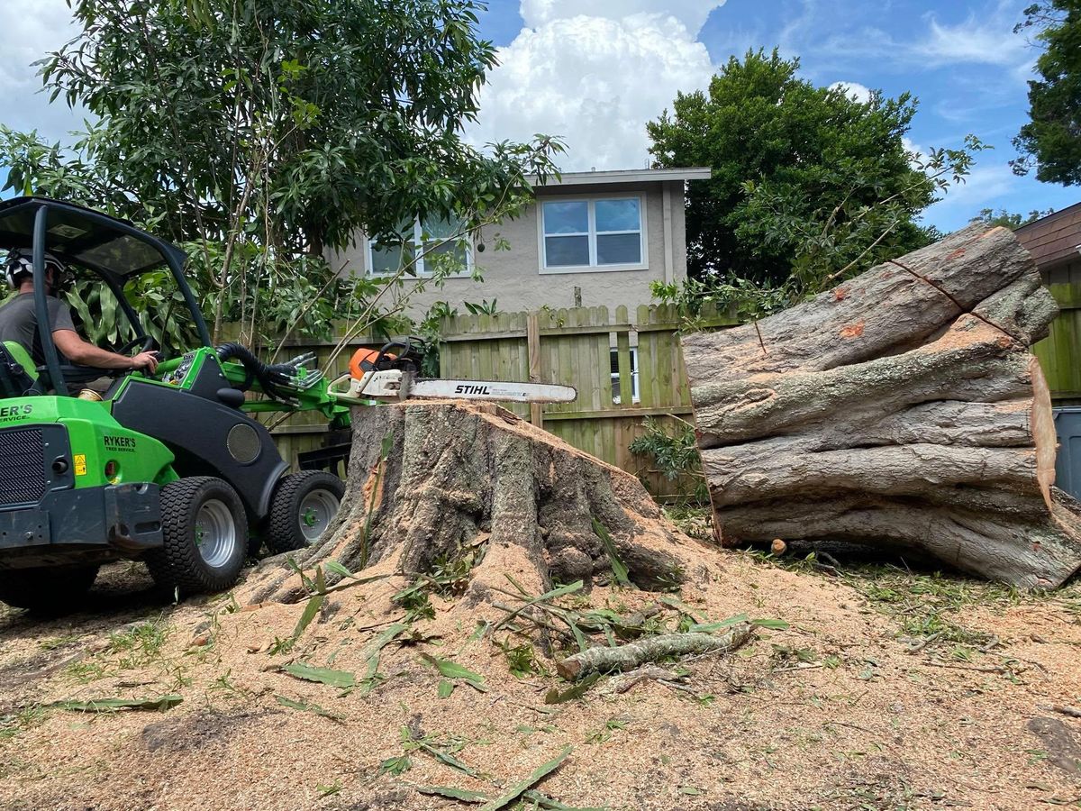 Tree Removal for Ryker's Tree Service in Dunedin, FL