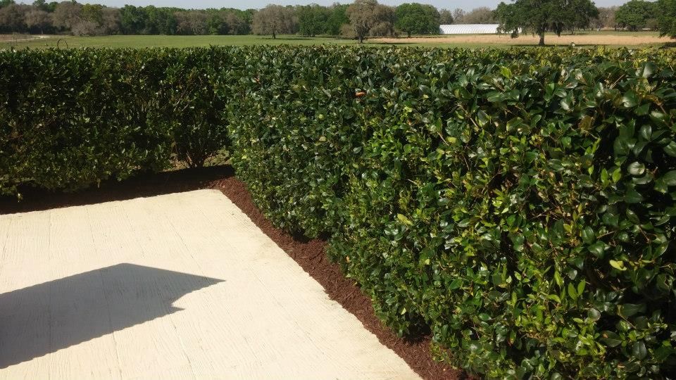 Landscaping for Top Gun Lawn Care in Citrus, FL