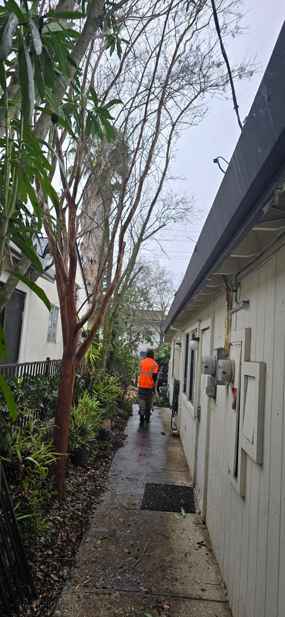 Tree Trimming for George Staddan's Professional Tree Care in Placerville, CA