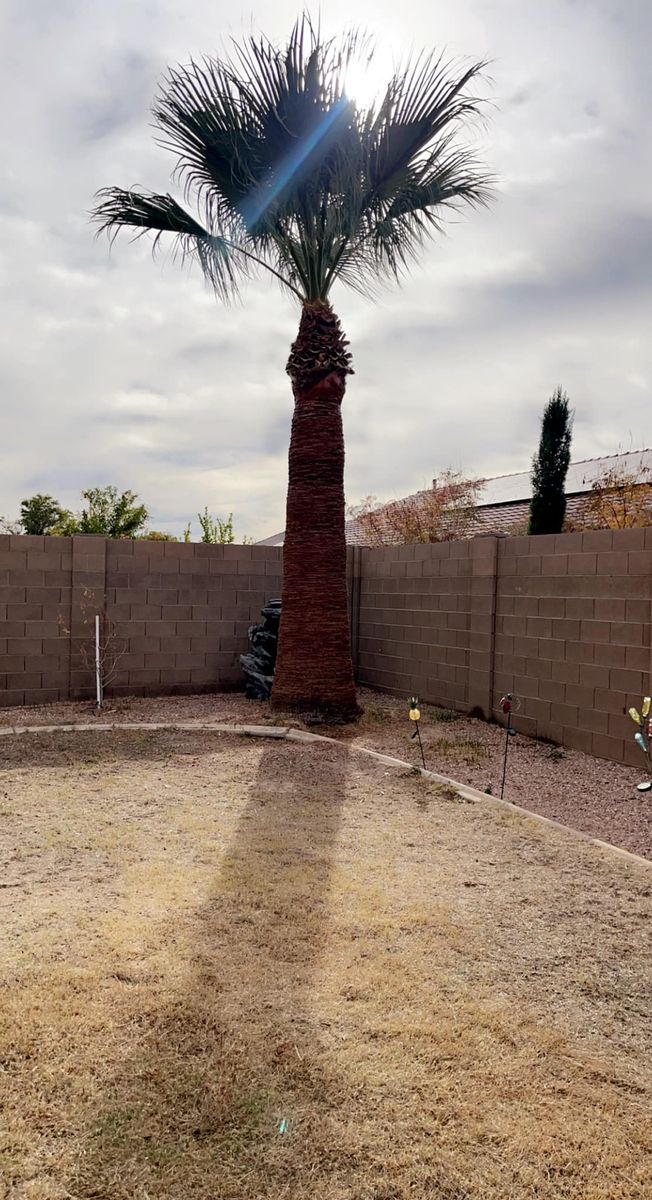 Tree Trimming for Yuma Palms & Tree Service in Yuma, AZ