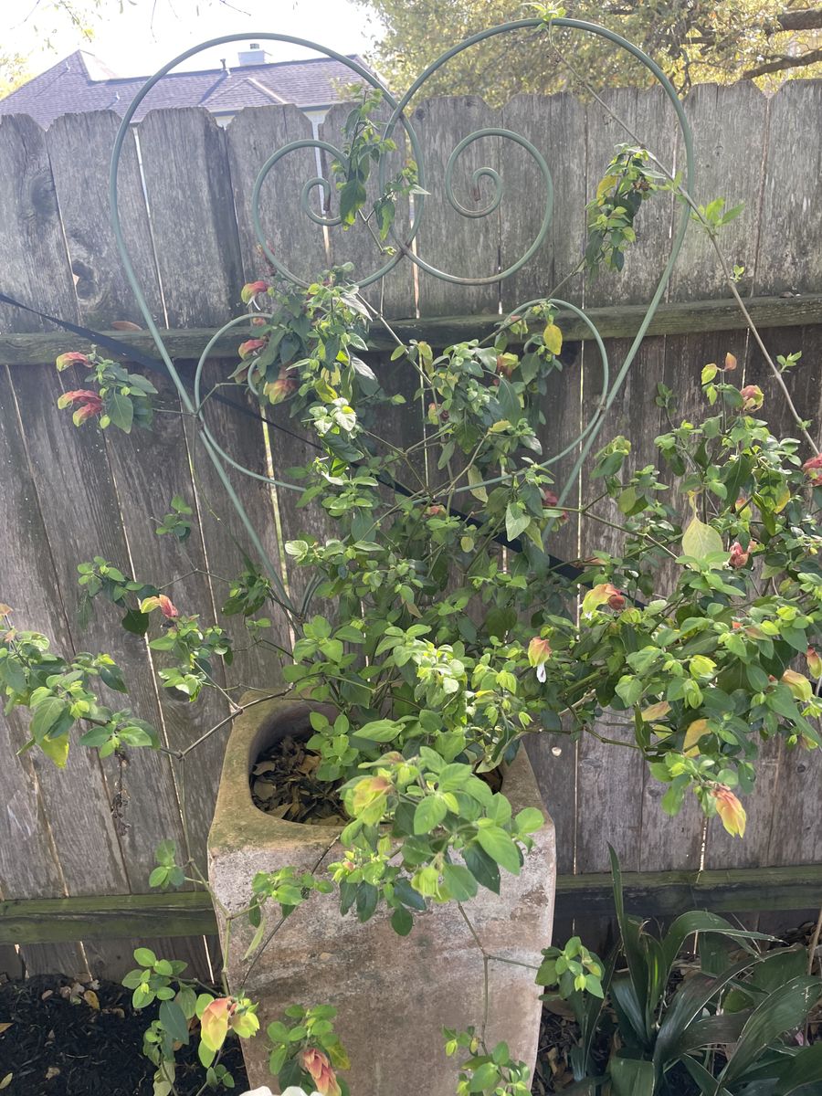 Landscape Installation for Atlas Land Design in Creekside Park, TX