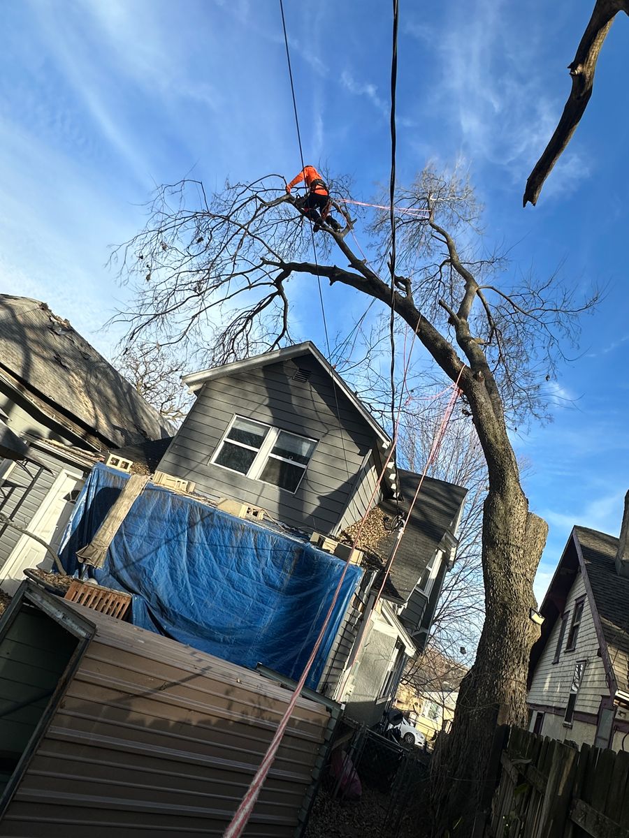Tree Trimming for Cross Family Tree Service in Kearney, MO