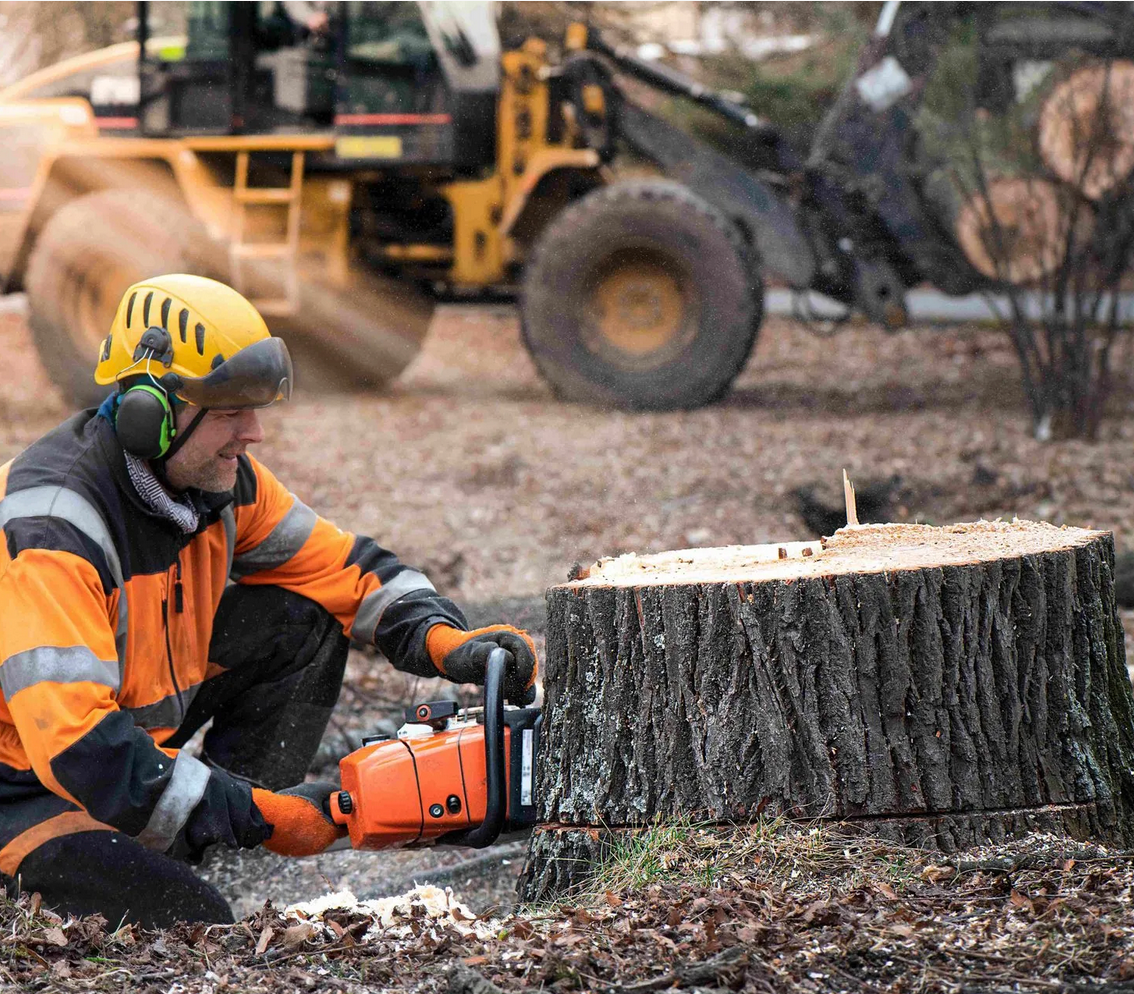 Stump Removal for Busy Beaver Stump Removal, Inc in Clearwater, FL