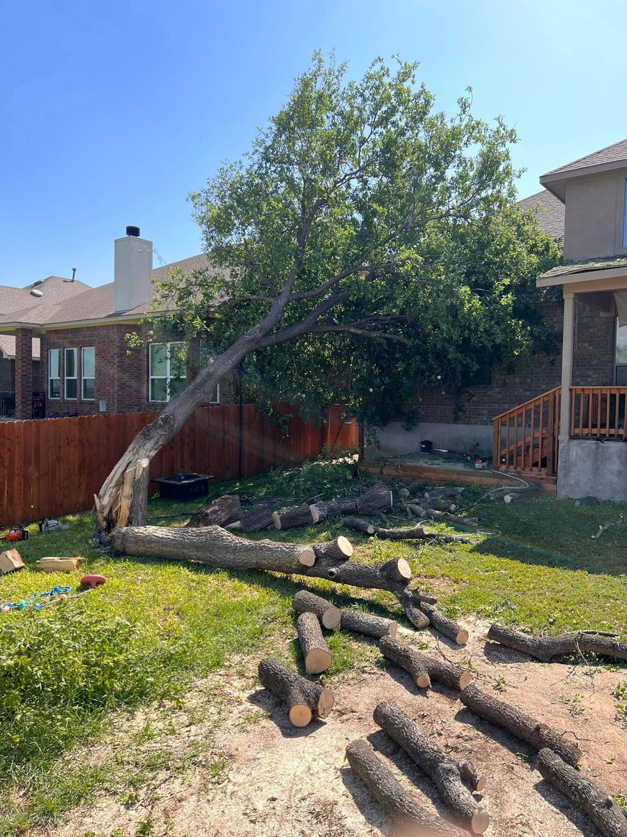 Tree Removal for 210 Tree Care in San Antonio, TX