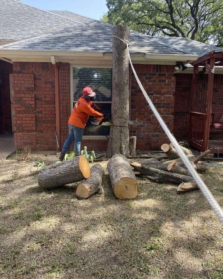 Tree Removal for Muniz Tree Service in North Richland Hills, TX