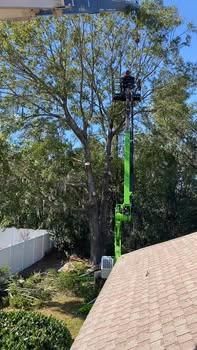 Tree Trimming for Daniel Hickey’s Tree Service in DeLand, FL