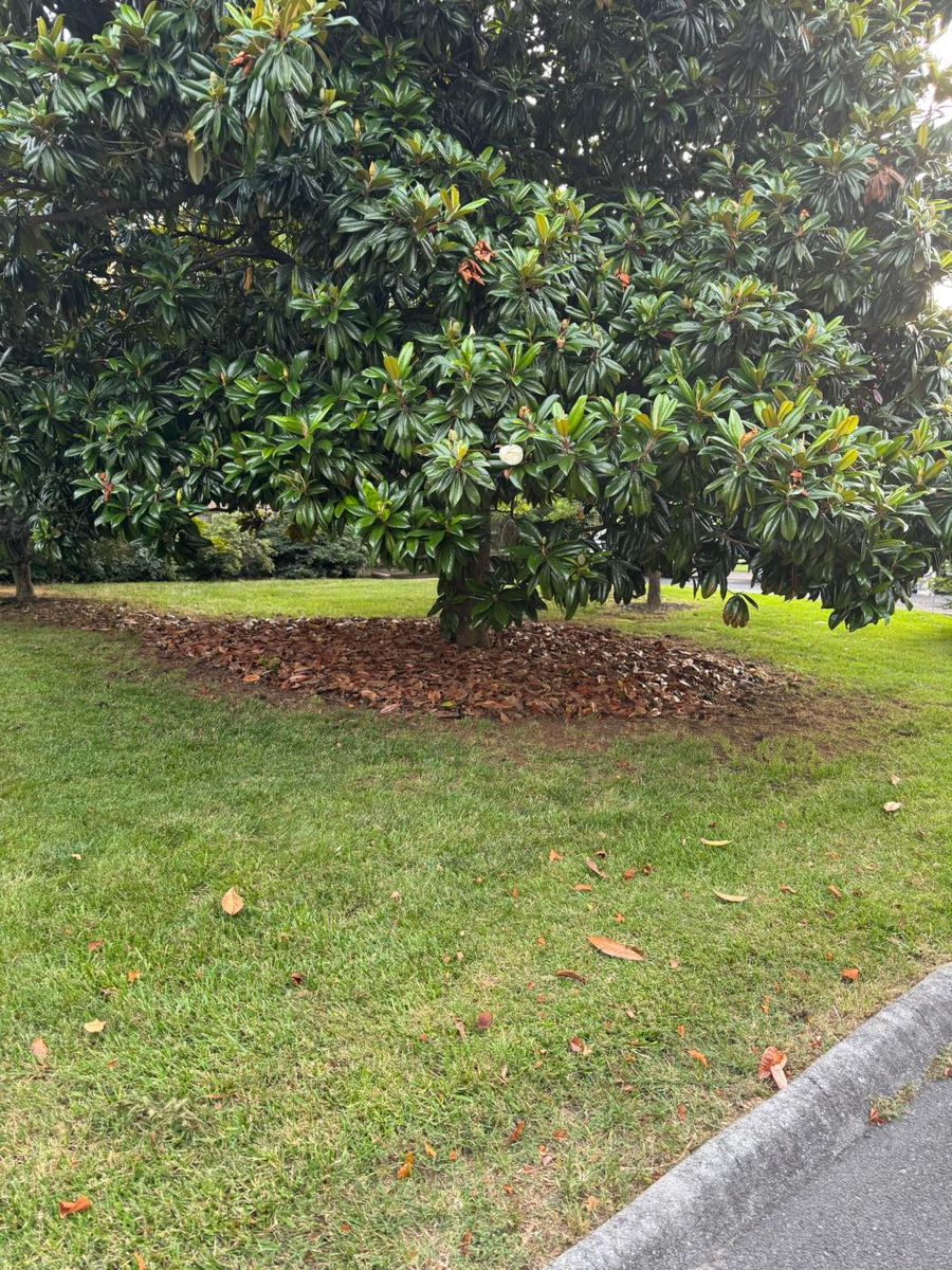 Tree & Shrub Care for Legends Lawn Care in Johnson City, TN