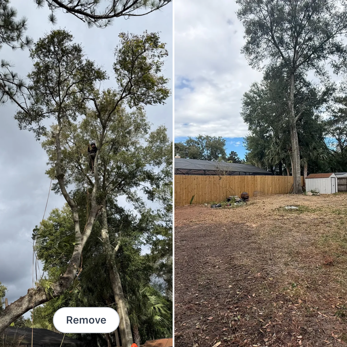 Tree Removal for Amerigrown Tree And Lawn in Apopka, FL