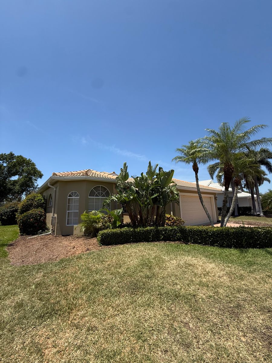 Palm Pruning for Damian’s Tree Care in Sarasota, FL