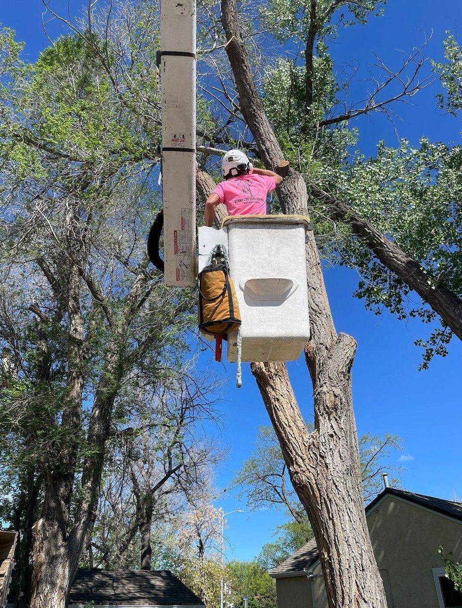 Tree Lifting for Clean Cut Tree Service in Gillette, WY