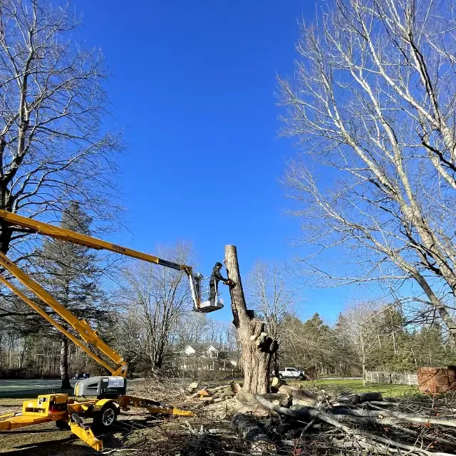 Tree Trimming for Huntsville Tree Service in Huntsville, AL