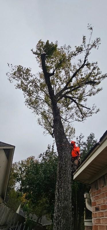 Tree Removal for Servin's Tree Care  in Houston, TX